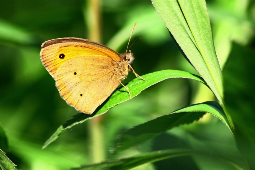 coenonympha o maniola?